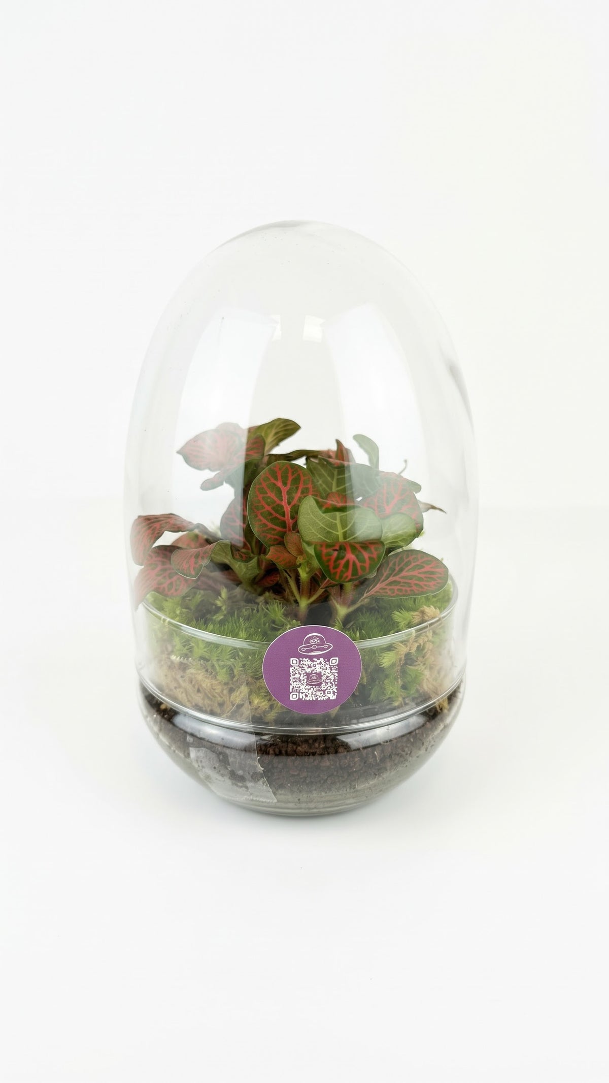 Large terrarium composition