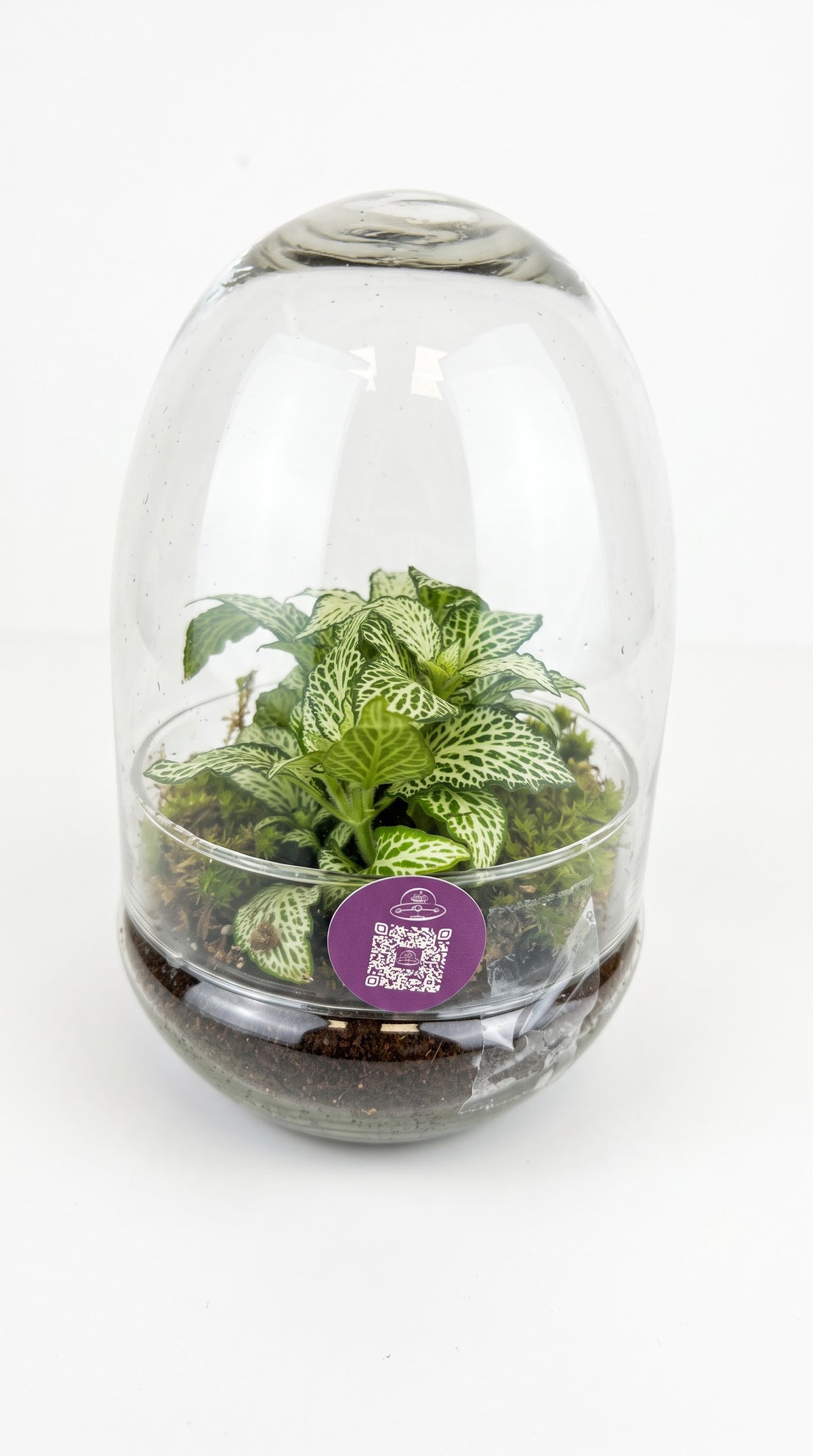 Large terrarium composition
