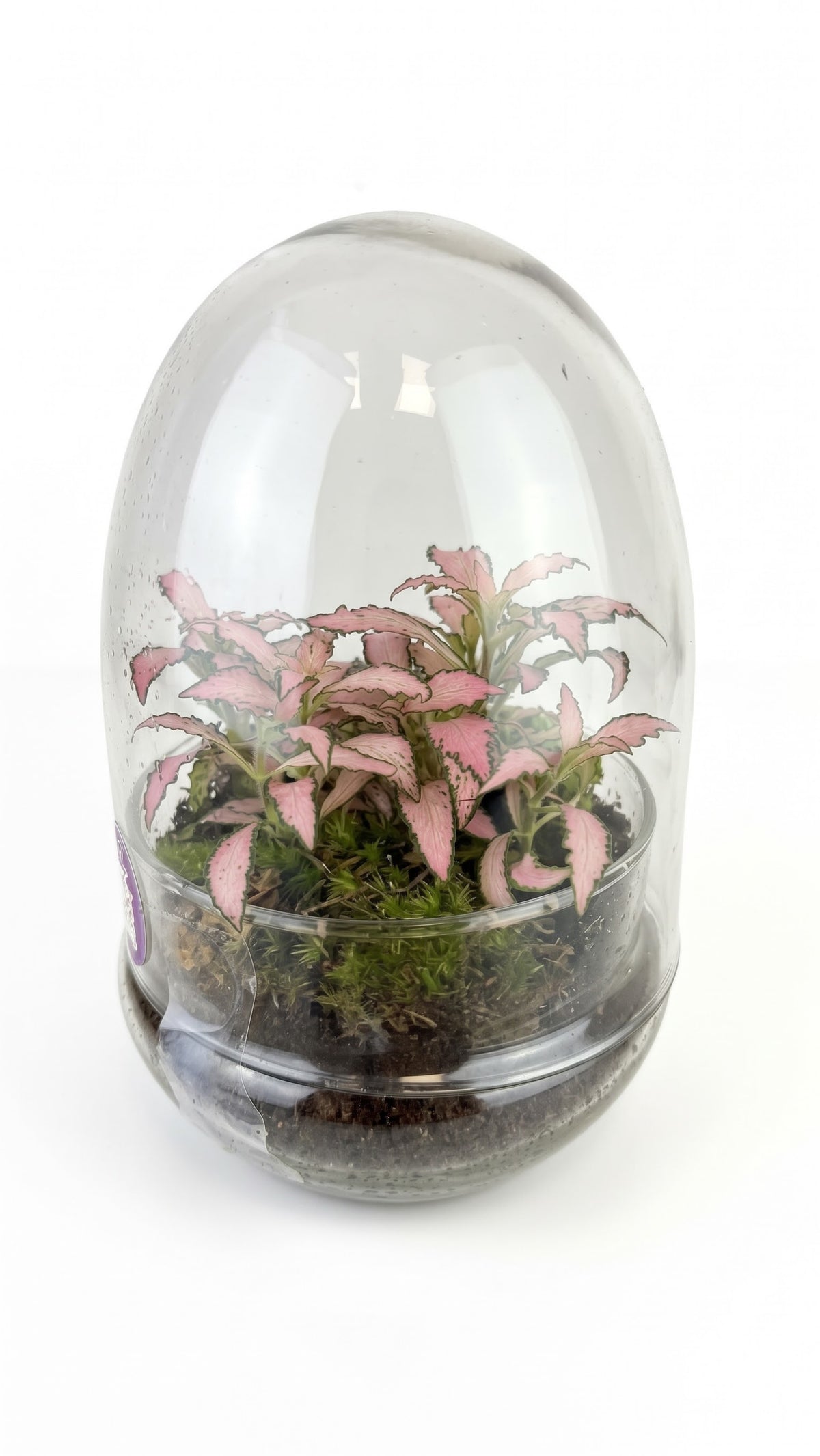 Large terrarium composition