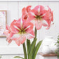 Hippeastrum Strong King