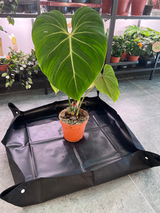 Pārstādīšanas paliktnis telpaugiem - www.augi-plants.lv