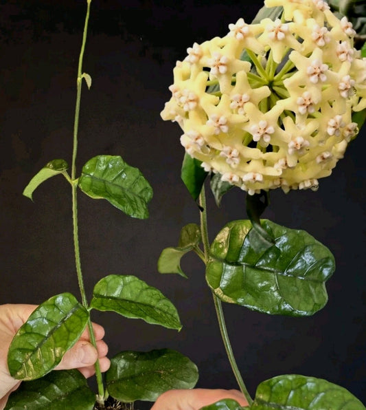 Hoya Villosa