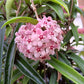 Hoya Minibelle