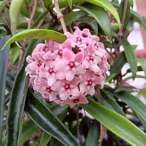Hoya Minibelle