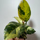 Ficus Schrijveriana - www.augi-plants.lv