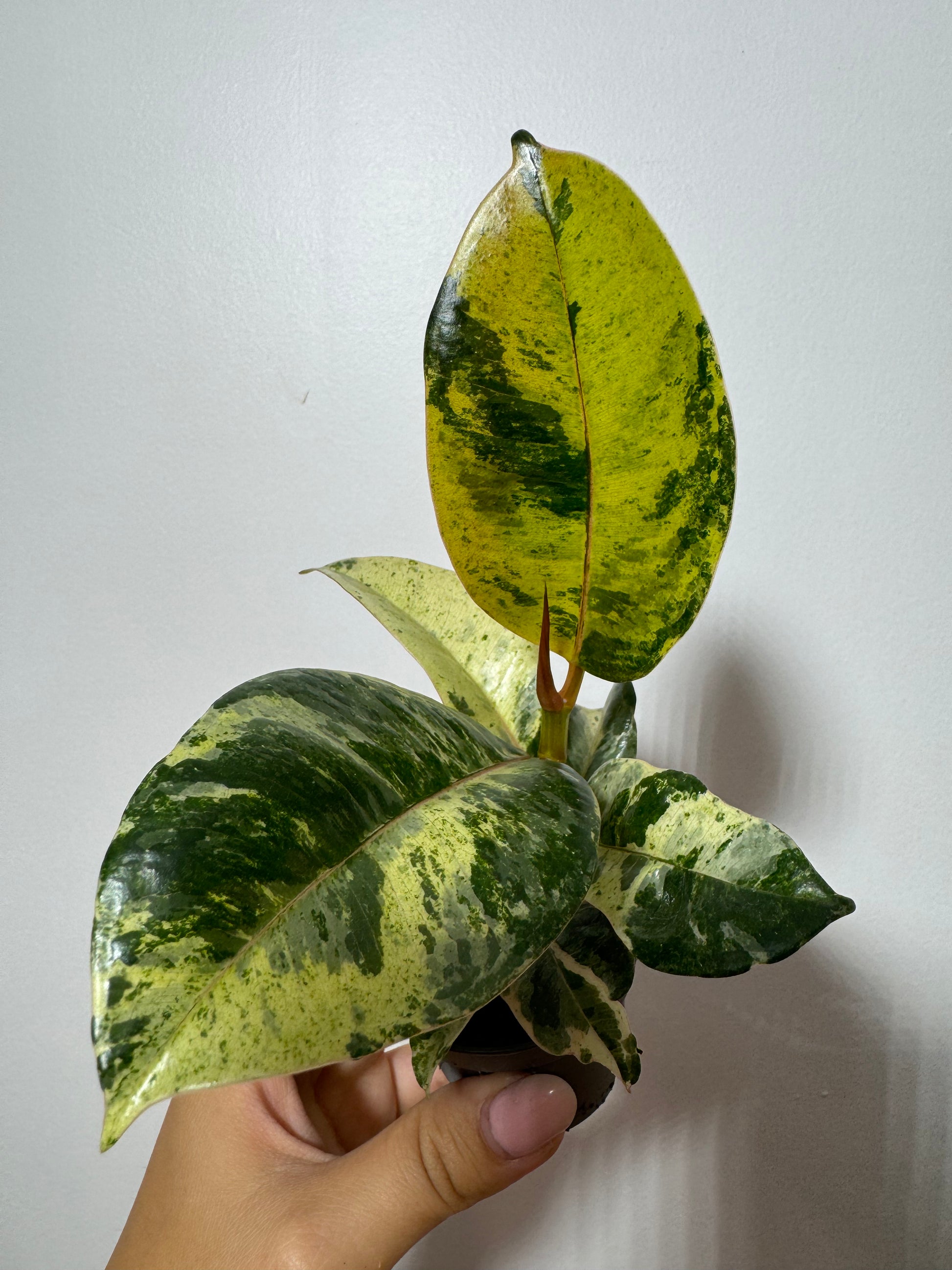 Ficus Schrijveriana - www.augi-plants.lv