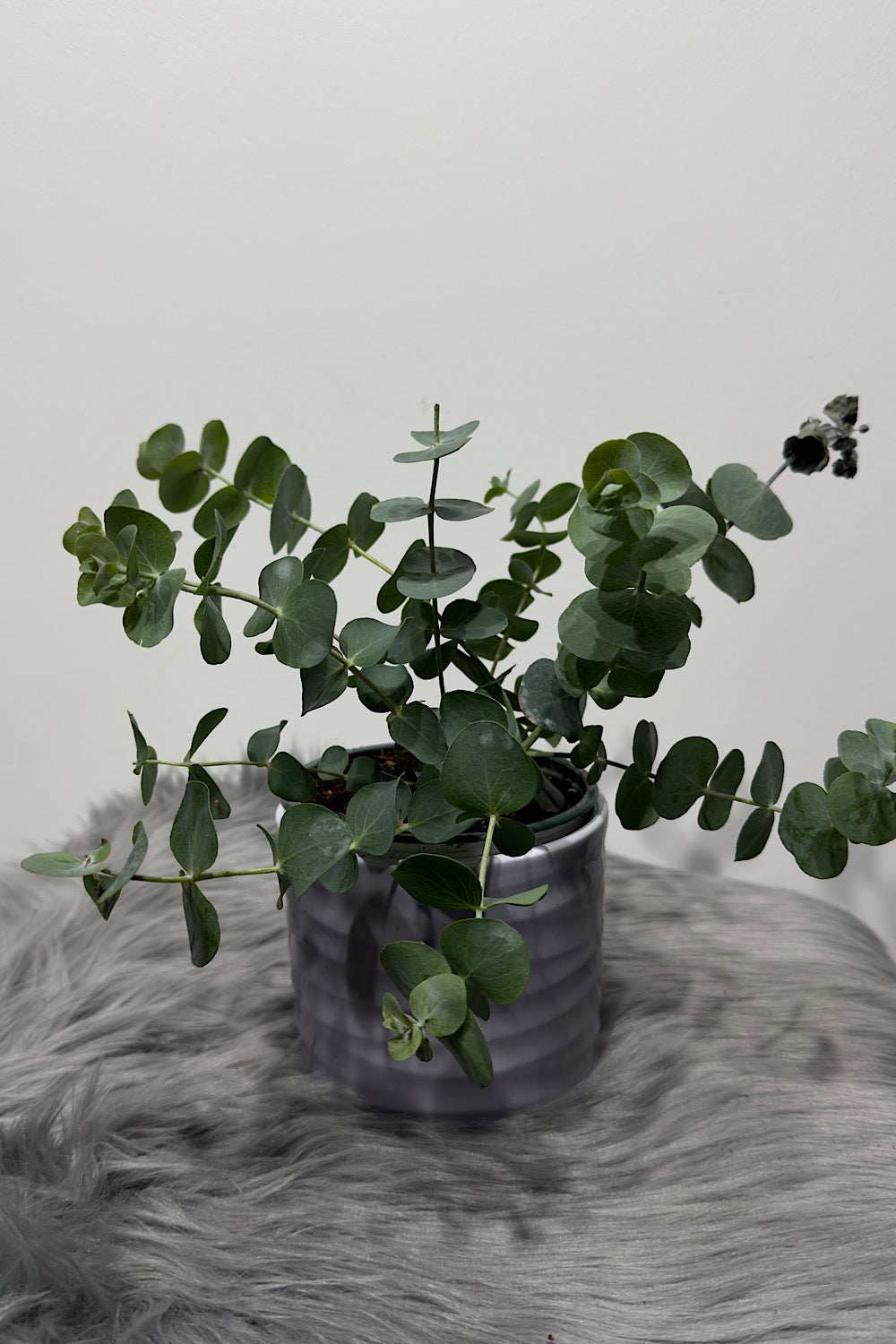 Eucalyptus Cinerea