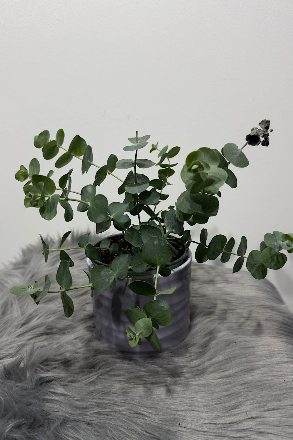 Eucalyptus Cinerea