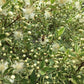 Myrtus Communis Variegata Mirte