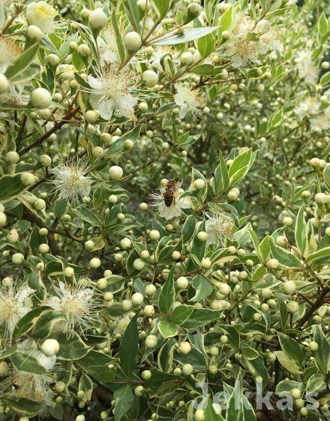 Myrtus Communis Variegata Mirte