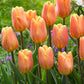 Tulpes 2