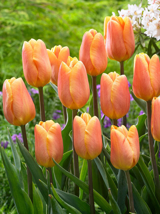 Tulpes 2