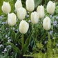 Tulpes 3