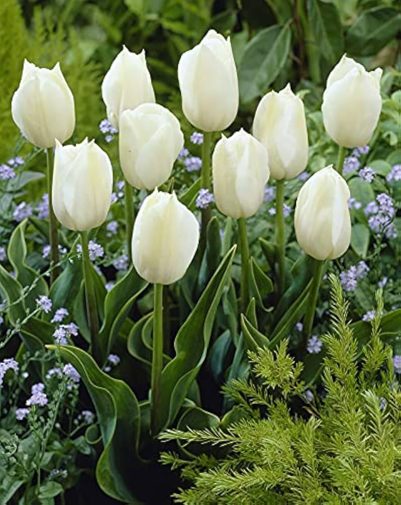 Tulpes 3