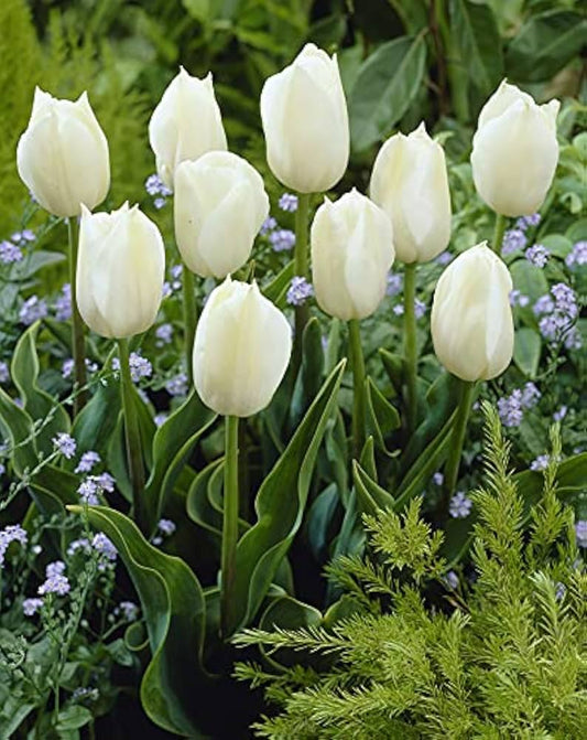 Tulpes 3