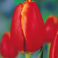 Tulpes 5