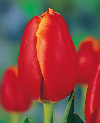 Tulpes 5