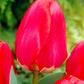 Tulpes 6