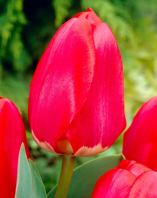 Tulpes 6