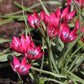 Tulpes 7