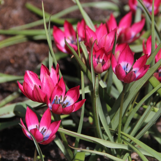 Tulpes 7