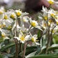 Tulpes 9