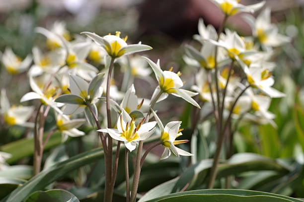 Tulpes 9
