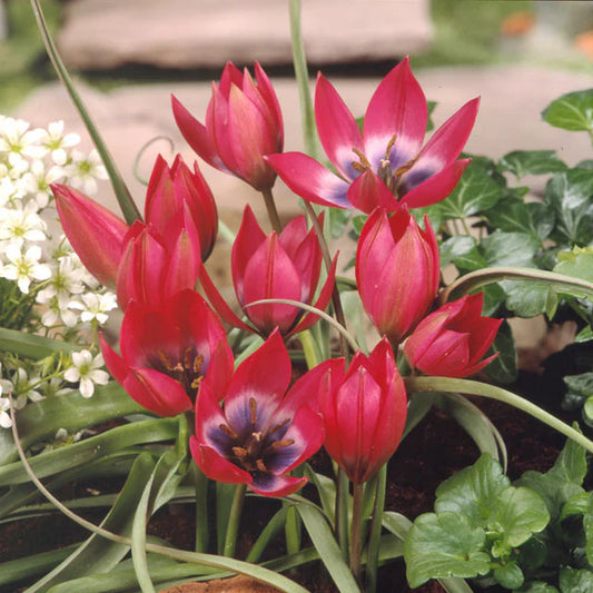 Tulpes 8
