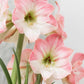 Hippeastrum Apple Blossom