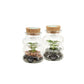 Terrarium Composition