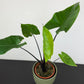 Alocasia Black Stem