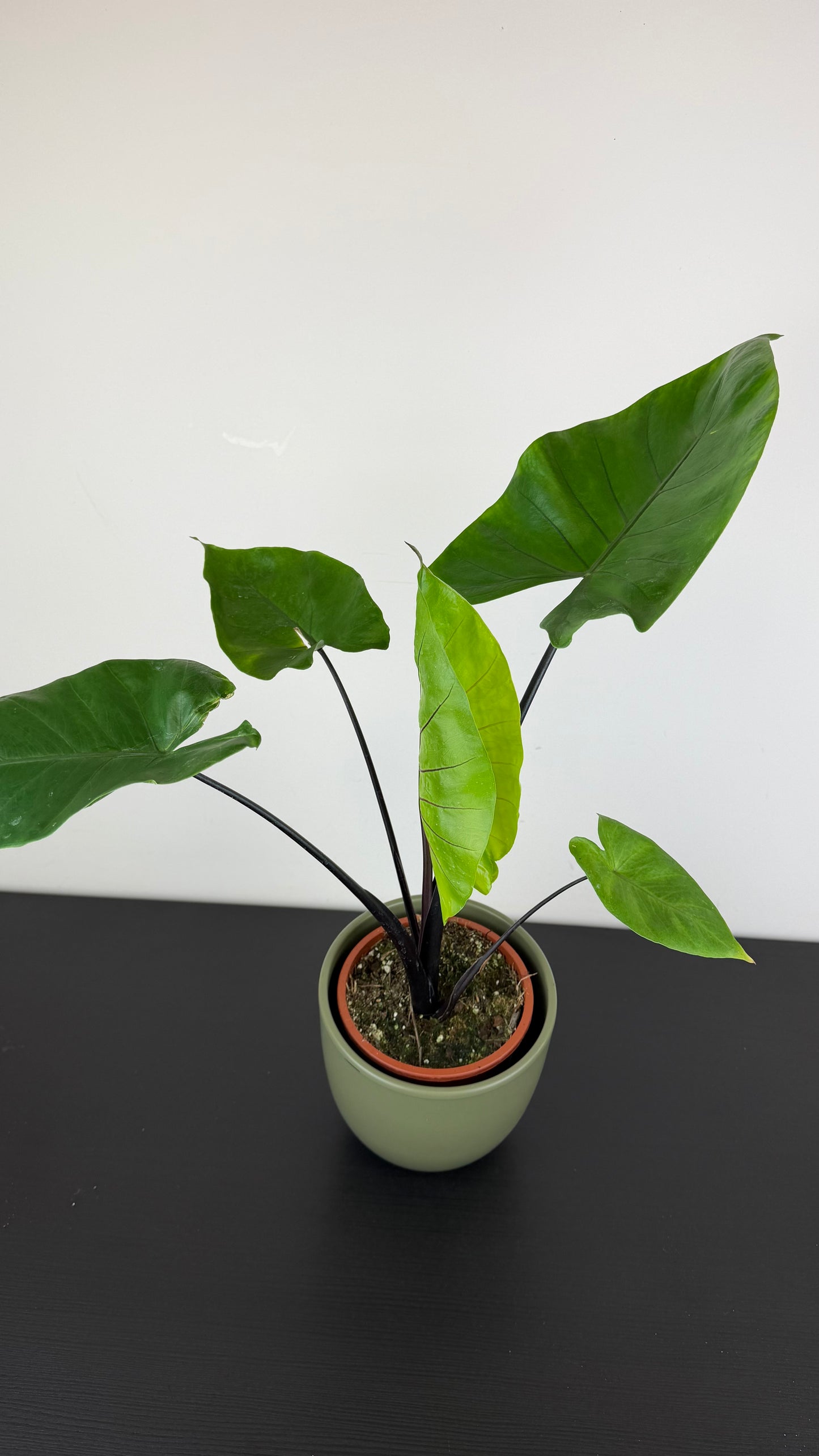 Alocasia Black Stem