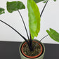 Alocasia Black Stem