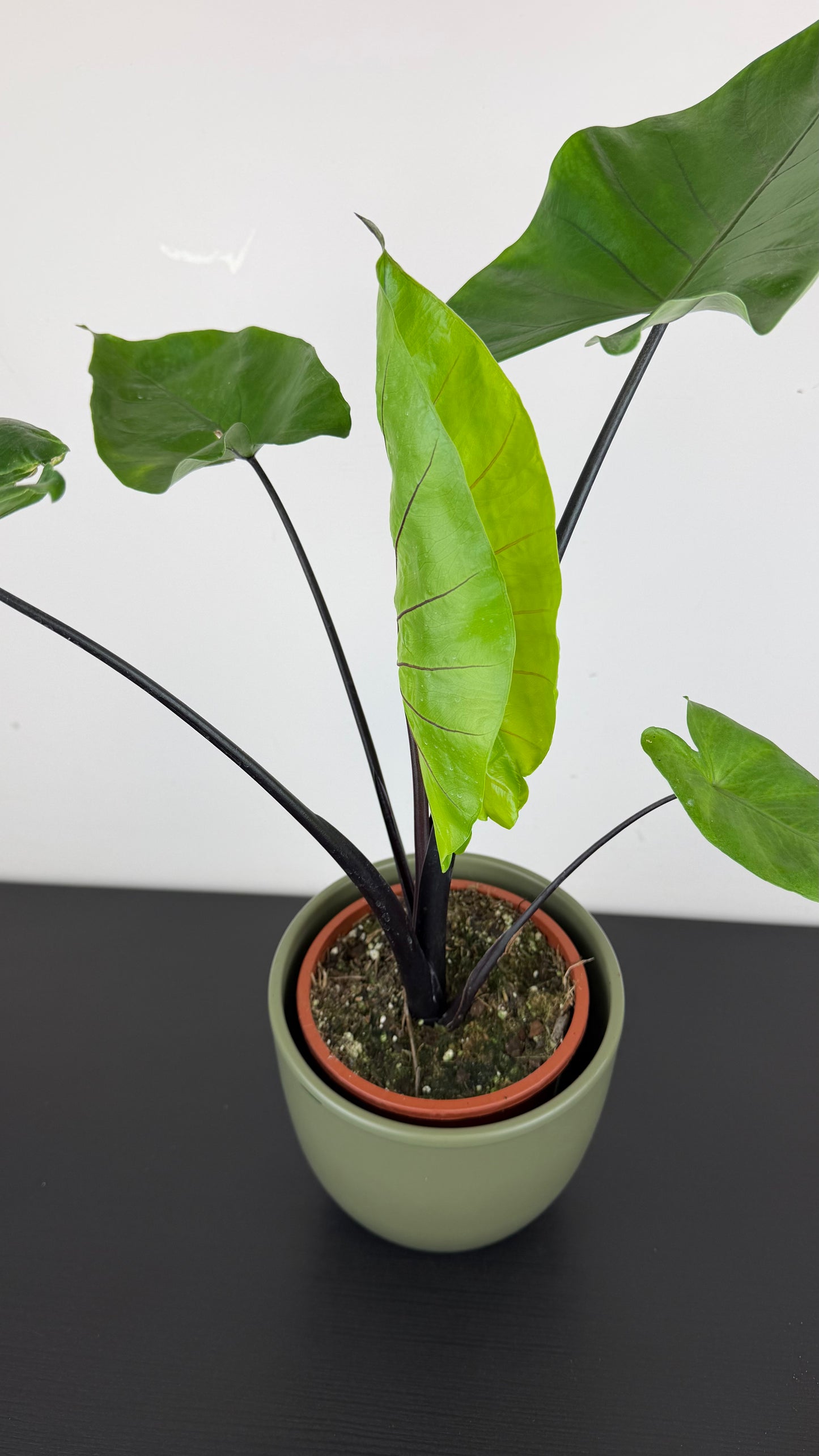 Alocasia Black Stem
