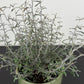 Corokia Maori Silver