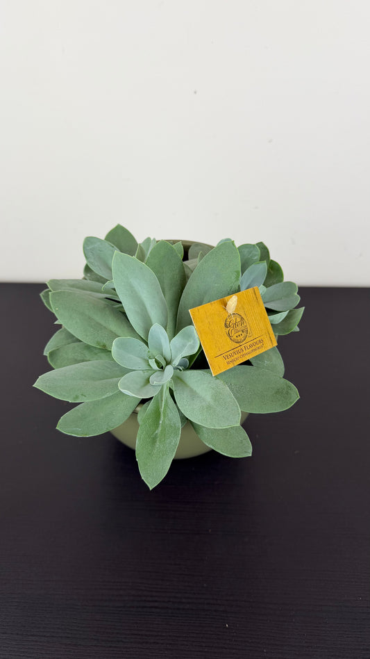 Senecio Cephalophorus