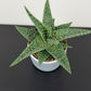 Gasteraloe Aveo