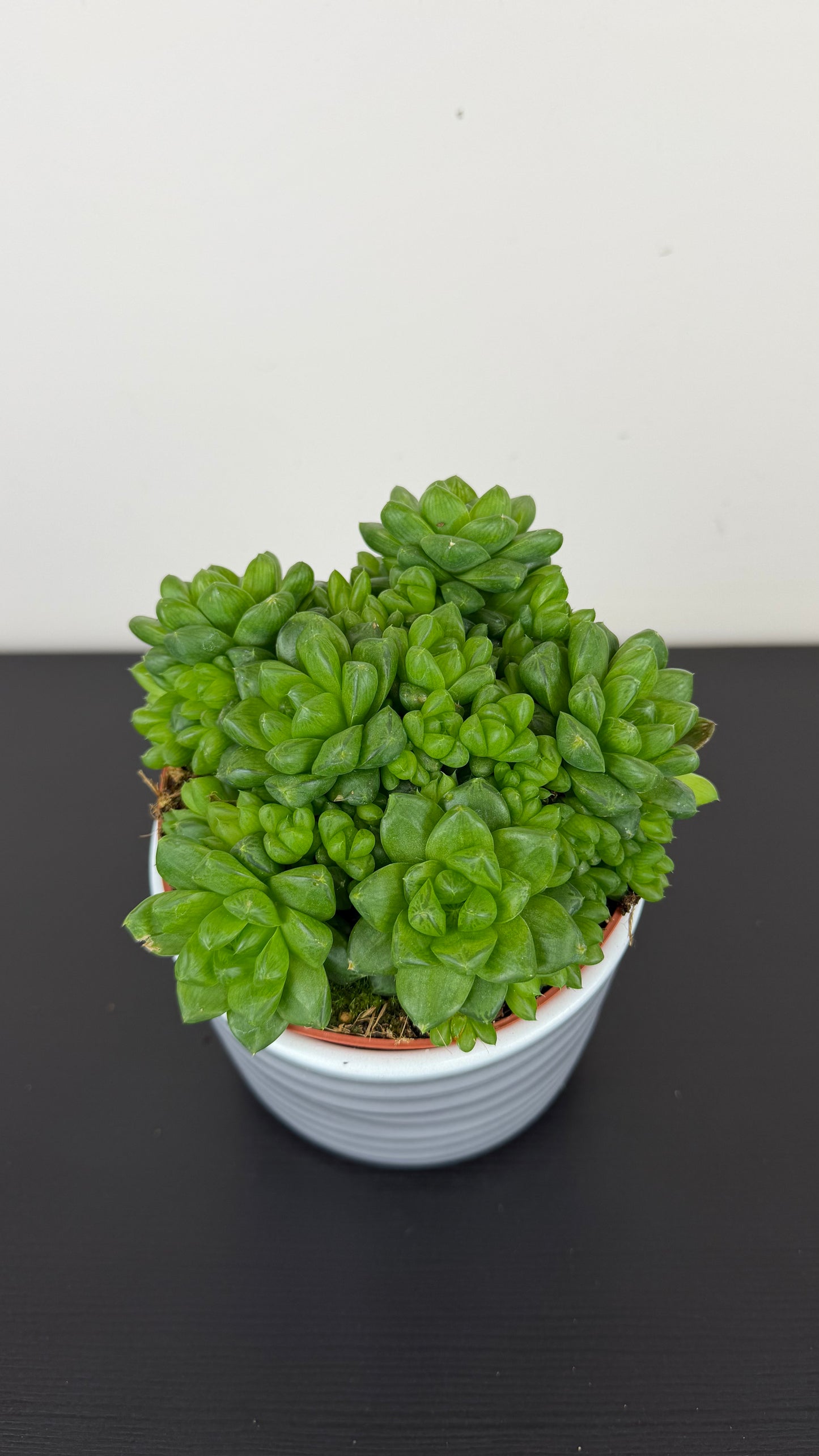 Haworthia cooperi