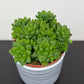 Haworthia cooperi