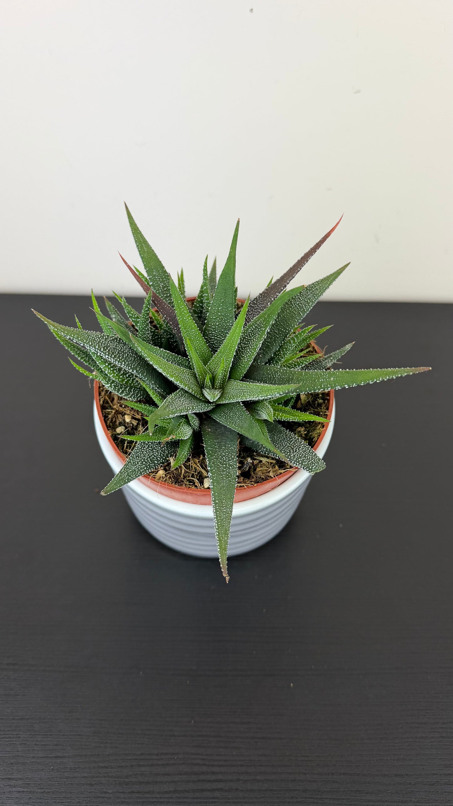 Haworthiopsis attenuata