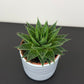 Aristaloe aristata