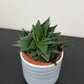 Haworthia 3