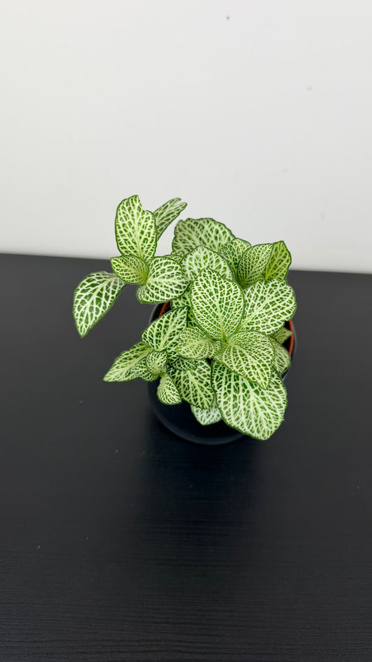 Fittonia 3