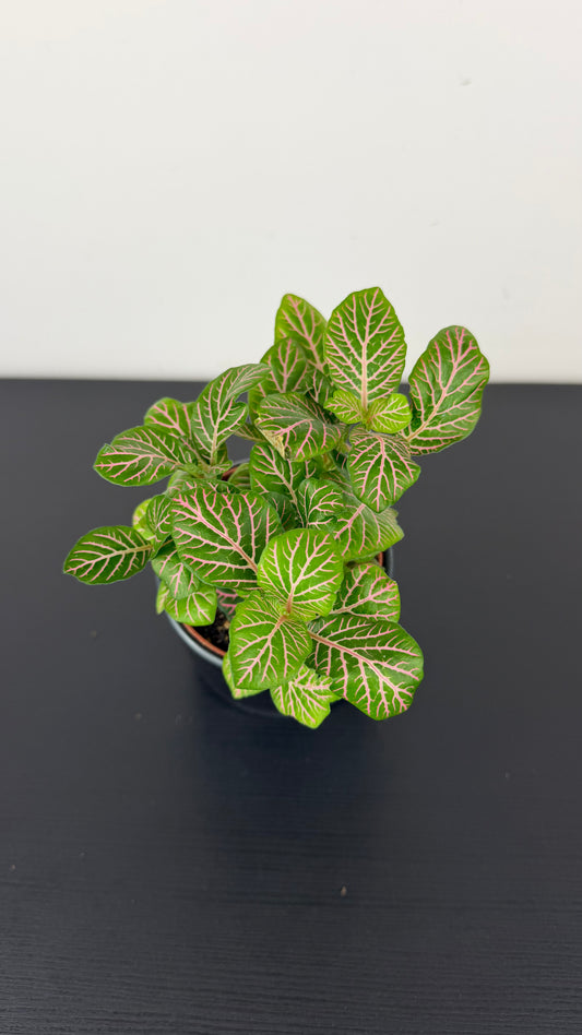 Fittonia 4