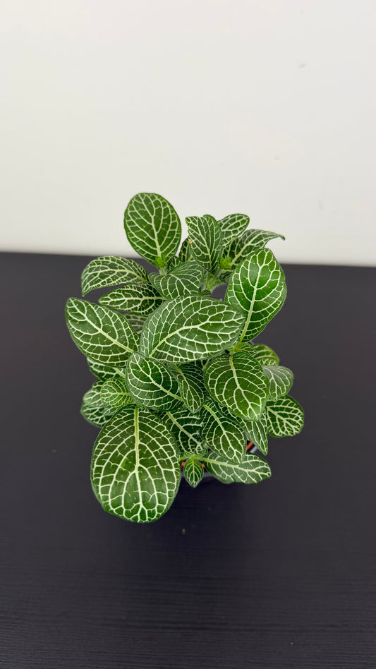 Fittonia 9