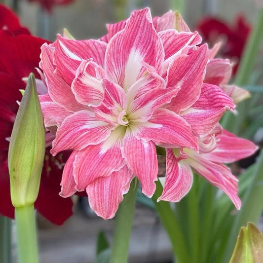 Hippeastrum Pretty Nymph