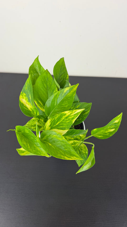 Epipremnum Gold