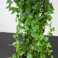 Ivy Mein Herz