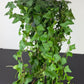 Ivy Mein Herz