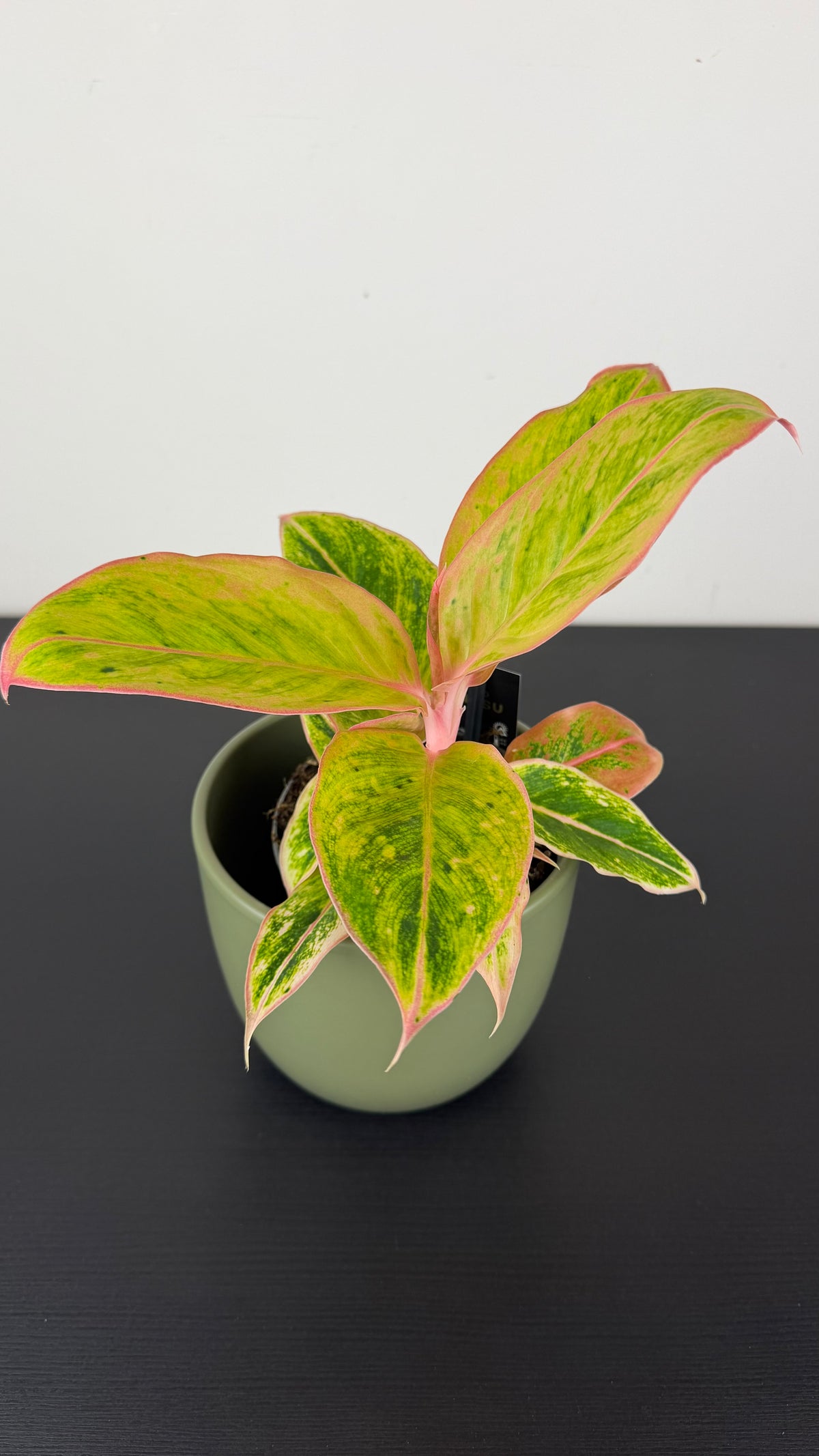 Aglaonema Salmon Fantasy